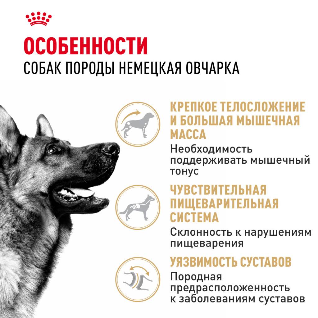 Royal Canin German Shepherd Adult ���� ��� �������� �������