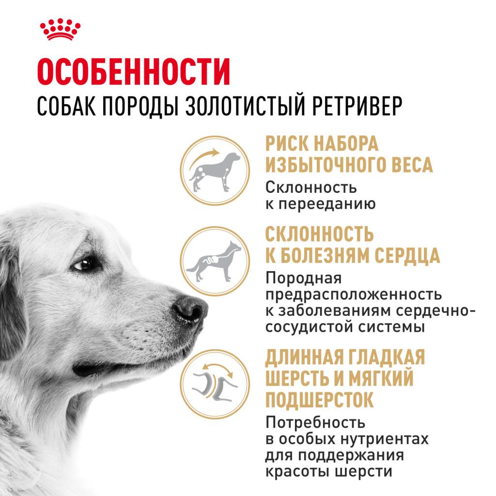 Royal Canin Golden Retriever Adult ���� ��� ������ ����������