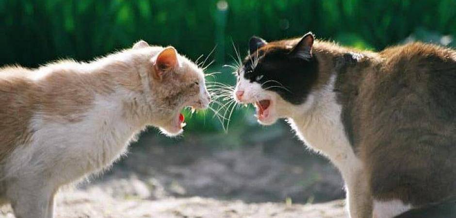 кошка нападает на кота