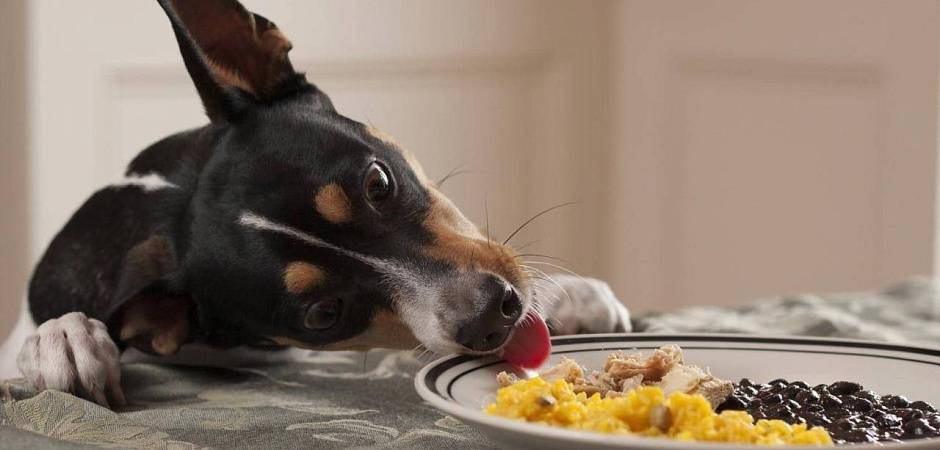 как отучить собаку есть со стола